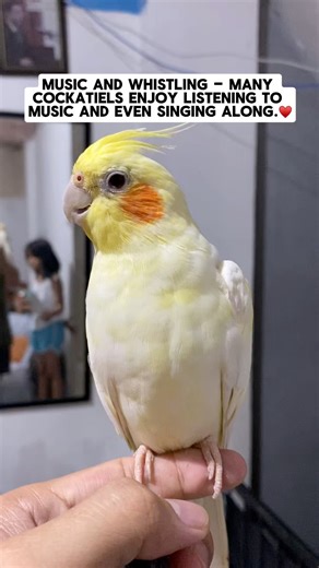 Music and whistling ♥️🦜 | Esperedion Rada