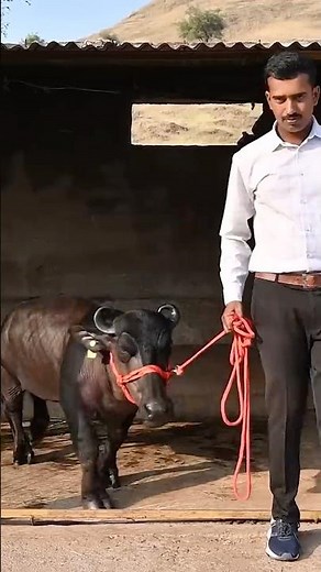 SMALLEST water buffalo in the world! 🐃
