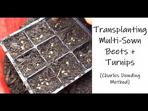 Transplanting Multi Sown Beets and Turnips (Charles Dowding Method)