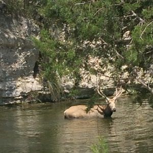 Ag & Wildlife Tax Exemptions - Bandera Texas Real Estate