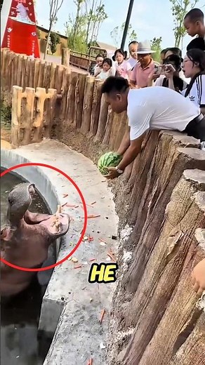 Hippo Misses Watermelon… Then THIS Happens! 😳
