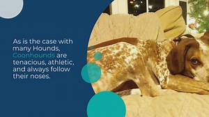 The different types of Coonhounds (with pictures!)