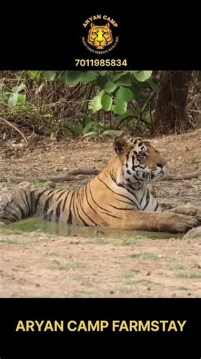 The Waterhole Challenger! 🐅 #pannatigerreserve #tiger #wildlife