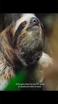 Three-Fingered Sloth: Earth's Slowest Mammal | Wild Earth Vision