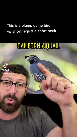 California Quail: Bird of the Week