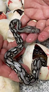 6.2K views · 304 reactions | HATCHING BABY PYTHONS!?  these are reticulated python eggs, but based on how big they are, they might as well be called dinosaur eggs!! Happy born day to these cute little guys 拾 • • • • • #wow #beautiful #giant #clutch #snake #eggs #cool #video #moments #wild #wildlife #big #snakes #momma #mom #life #protect #python #baby #fun #family | The Reptile Zoo | Facebook