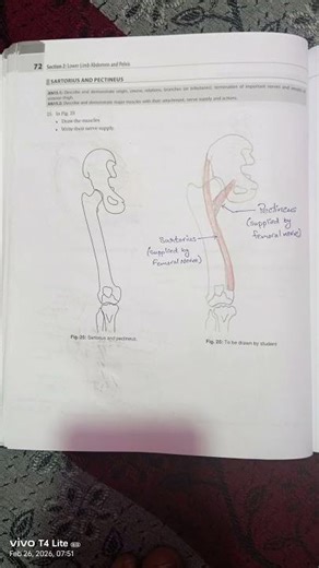 Lower Limb Diagrams ANATOMY Practical File #shorts#anatomy#studynotes