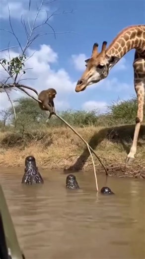 A giraffe saving a monkey from falling into crocodile waters… nature can be unbelievable 🦒😳🐊🐒” Experience incredible wildlife moments like this on a real safari. 📩 Book your next game drive with Guru Grandview Expedition today!