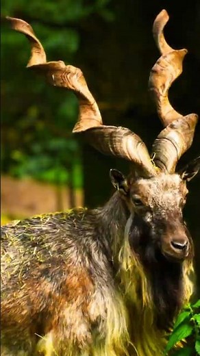 The National Animal of Pakistan [Markhor]