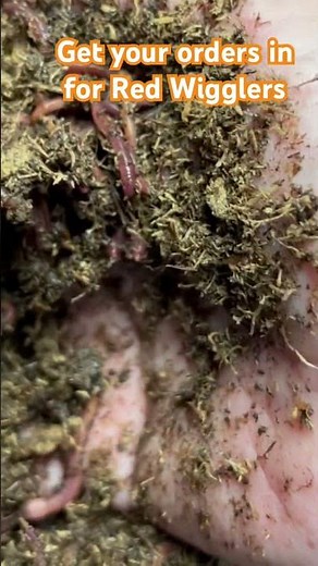 How to set up your red wigglers #wormfarm #vermicompost