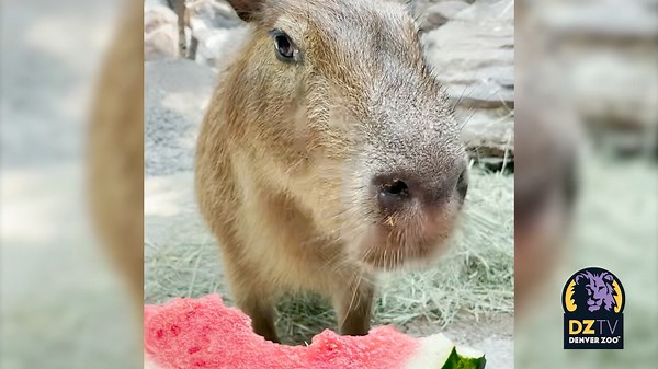 7.1K views · 522 reactions | Roy the capybara is one in a melon! Check out the video Keeper Daria G. took of this ridiculously remarkable rodent enjoying one of his favorite snacks and be sure to turn your volume up to hear some sweet capy sounds! Sooper Food Spotlight presented by King Soopers.  | Denver Zoo Conservation Alliance | Facebook