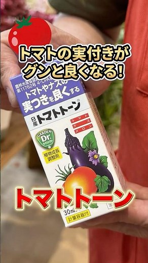Tomatoes not bearing fruit? Solve your gardening problems! The secret of Tomato Tone that works o...
