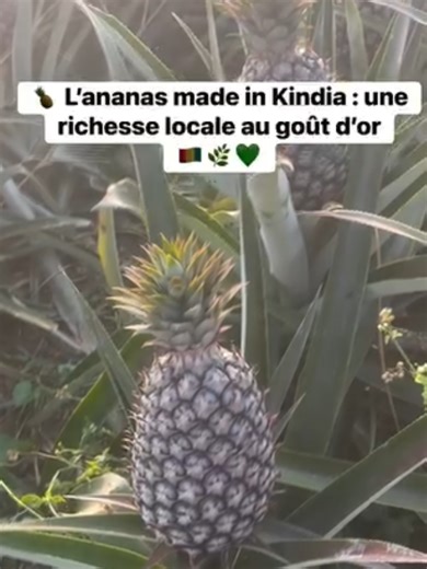 À Kindia, la terre et le climat donnent naissance à un ananas au goût unique 🍍 Sucré, juteux et naturellement parfumé, l’ananas de Kindia est le fruit du savoir-faire paysan et d’un terroir exceptionnel. Valoriser cette production locale, c’est soutenir l’agriculture guinéenne, créer de la valeur et révéler au monde ce que nos sols savent produire de meilleur. 🌱🇬🇳. #AnanasDeKindia #MadeInKindia #AgricultureGuinéenne #TerroirGuinéen #fruitstropicaux