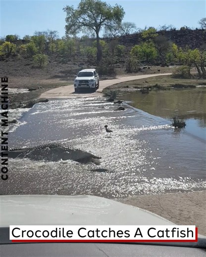 Crocodile Catches A Catfish | Content Machine