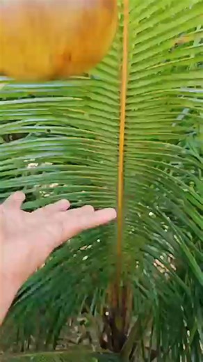 How to Cut Palm Fruit & Remove Pulp Easily 🍈🔥 ｜ Summer Hack #fb #viral #shorts #reel #fruitcutting #lifehacks #trend | Foodsflavour