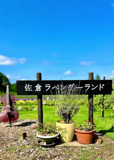 佐倉ラベンダーランドの花言葉と魅力