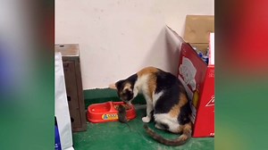 198K views · 102 reactions | Cat Carries In Mouse So Both Can Enjoy Dinner | Everything Explained | Facebook