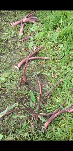 Plant the kalo and stay healthy� �#samoa #hawaii #polynesian #fyp | Palagi Boi