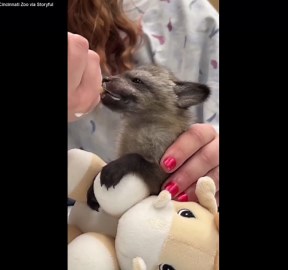 Bat-eared fox kit at the Cincinnati Zoo is bottle-fed by carers