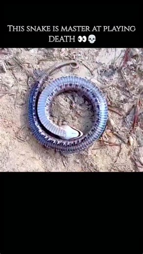 wild Horizon on Instagram: "The Hognose Snake is a fascinating, non-venomous serpent primarily found across North America, named for its distinctive, upturned snout that aids in burrowing through sandy or loose soil. This snake is perhaps best known for its elaborate and dramatic defensive display, often being called the "master of playing dead," or exhibiting thanatosis. When threatened, the Hognose will first engage in a remarkable bluff: it flattens its neck to look like a cobra, hisses loudl