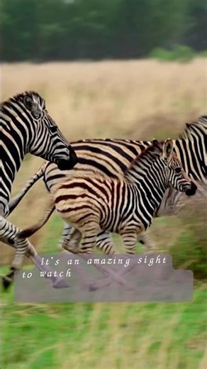 Zebra Stripes Mystery #shorts