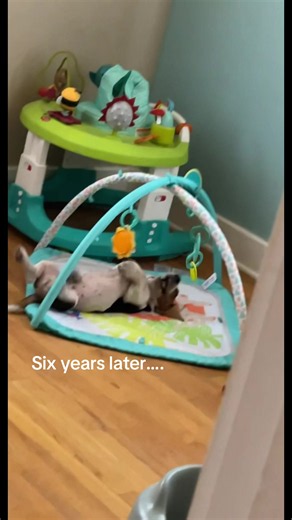 Basset Hound Moments: Same Sweet Antics Six Years Later