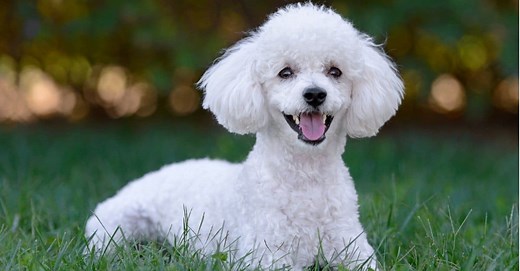 Poodle Pregnancy: Gestation Period, Weekly Milestones, and Care Guide
