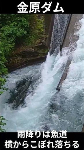 金原ダム 魚道：雨の日は水量が増し迫力ある水流が楽しめます。#金原ダム#魚道#岐阜県#根尾川