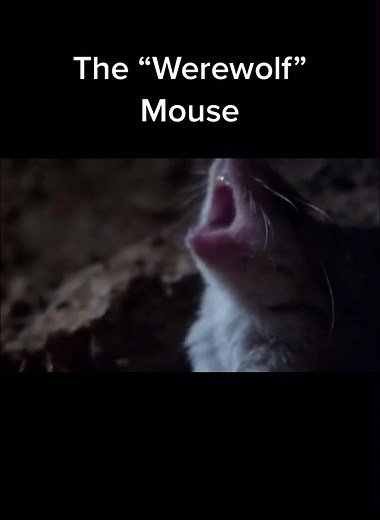 This mouse Howls at the Moon