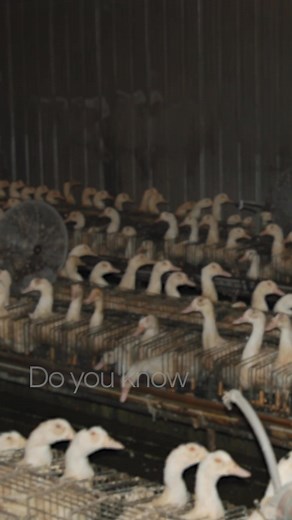 Foie gras is a pâté made from the livers of slaughtered ducks or geese. What’s uniquely horrifying about foie gras, is that the birds are force-fed until they develop a disease called “hepatic steatosis”, which enlarges their livers to a completely unnatural size. The animals are then slaughtered and their diseased fatty livers are ground up and made into pâté. Do we really want to continue eating this? We can be better. Choose compassion, not cruelty. 🪿🪿🪿 #FoieGras #ducks #geese #pate #compa