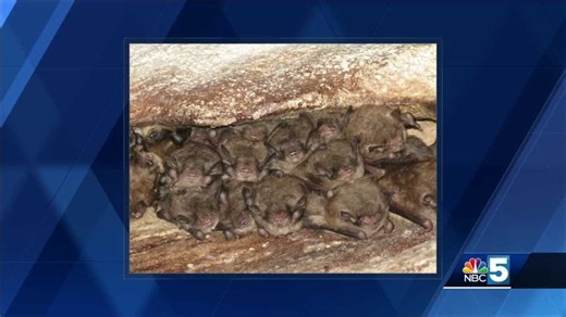 Endangered bat colony found in northeast Vermont for first time in more than a decade