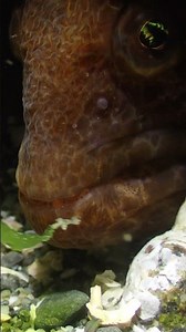 Wolf Eel 39 | Salish Sea Marine Wildlife | #Shorts