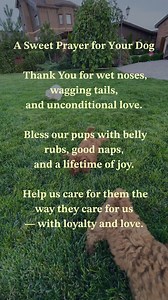 2.5K views · 39 reactions | For the ones who greet us like we hung the moon  Say a little prayer for your pup today — they deserve it. Follow All God's Creatures for more sweet, faith-filled animal moments. #AllGodsCreatures #DogPrayer #PuppyBlessing #FaithAndFur #PrayerForDogs #DogsAreFamily #ChristianPetLovers #GuidepostsPets #ThankYouGodForDogs | OurPrayer | Facebook
