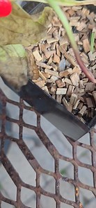 Can anyone tell me how to help this butterfly? I purchased a butterfly kit a few weeks ago and the butterfly came out of its cocoon last night and the poor thing's wing is ripped. I would like to be able to help it. Anyone know what to do? #butterflies | Jennifer Jefcoat