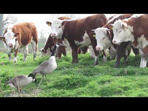 `Wild Geese' attack a herd of cattle