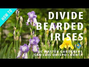 How to Divide Bearded Irises