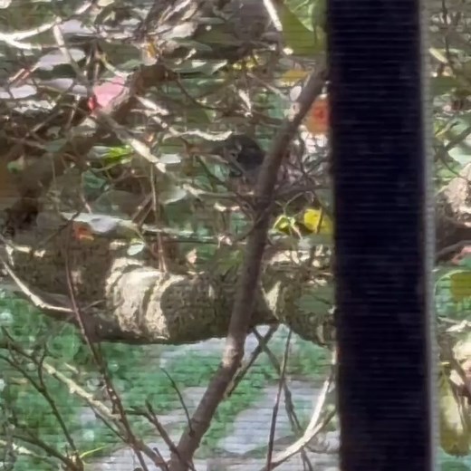 We've been watching the baby robins as they hatched from little blue eggs and now here's the first that's FLEDGED and left the nest, movING to this nearby tree and now GETTING FED by the father robin. | Gary Barwin