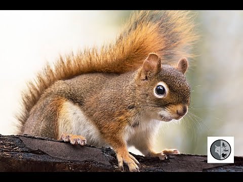 Cri de l'écureuil roux/Sound of the Red Squirrel