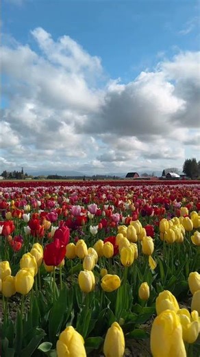 Happy Friday at Tulip Town 🌷 #tuliptown