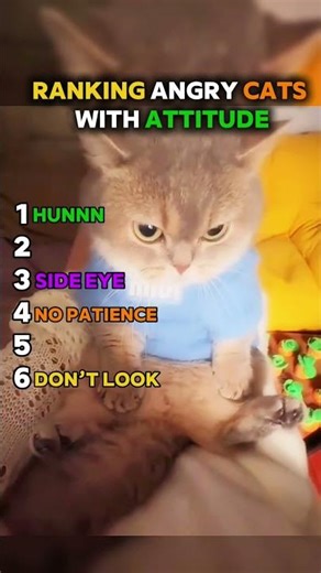Ranking Angry Cats With Attitude #ranking #shorts