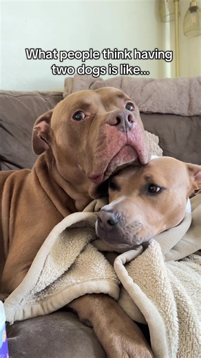 What people think having two dogs is like: soft cuddles and sweet little moments. What it’s actually like: full-blown chaos, body slams, and zero personal space. 💚💜 #twodogs #dogsoftiktok #pitbullsoftiktok #doglife #reality
