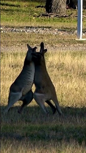 Beautiful Kangaroos fighting 4K, (WILD Kangaroos Fighting in 4K)