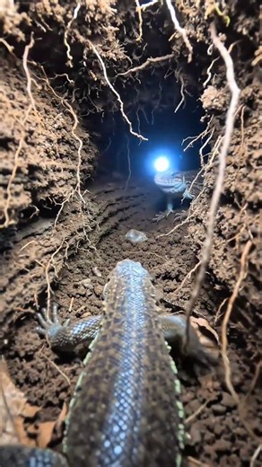 This Isn’t a Snake… So What Is It? 😳 | Real POV