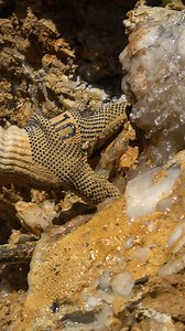 💎✨This cluster was so ready to come out of the pocket at Crystal Falls the water itself was loosening the piece from the wall - Raymond just needed the aid of a nearby branch to set it free 👏 Visit avantmining.com for information on booking private digs Music: "Really Somebody" by Flux Vortex" via Epidemic Sound #crystals #quartz #crystal #quartzcrystal #mining #minerals #crystalhealing #crystalenergy #metaphysical #rockhound #crystalfamily #digging #chakras #energyhealing #exploretheworld #di