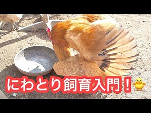 (For absolute beginners) How to tell the difference between male and female chickens!