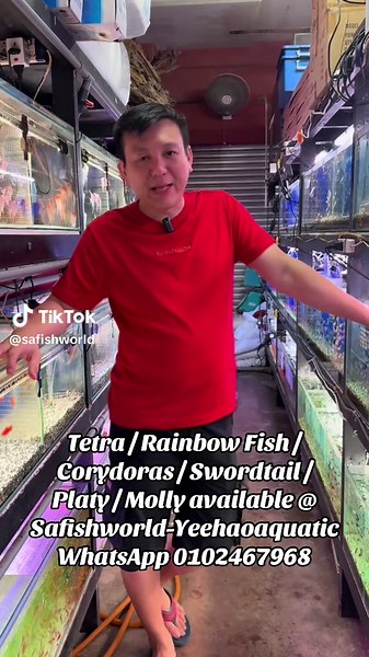 Tetra / Rainbow Fish / Corydoras / Swordtail / Platy / Molly available @ Safishworld & Yeehaoaquatic‼️‼️‼️ #全马最小的鱼店 #全马鱼最少的鱼店 #全马产品少之又少的鱼店 #世界CDP公会公认 #我要上推薦 #我要上推荐 #我要上熱門 #我要上热门 #tetra #rainbowfish #platy #molly #corydoras #swordtail #freshwateraquarium #safishworld #yeehaoaquatic #fypシ゚viral🖤tiktok #fypシ゚ #vlog #vlogs #hotwheels