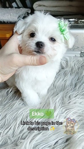Ekko 💚🐾 #koreanhavamalt #puppylove #havamalt #cutepuppy