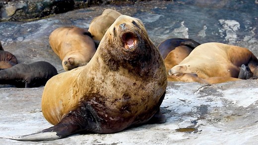 We have studied Steller sea lions in the wild for over 20 years now! Our research is remote, but... it's Alaska... so sometimes we have to visit the islands out in the bay to fix our remote monitoring systems. Check out this video to see what it's like on Chiswell island! | Alaska SeaLife Center