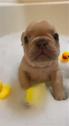 This Baby Pup Is TOO CUTE 🐶💗 doo doo doo