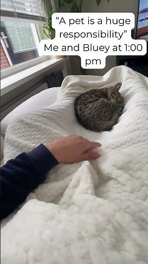 pet ownership be like #catlife #cats #relatable